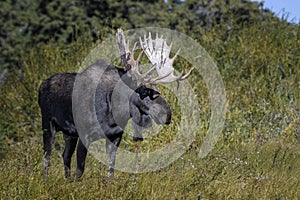 Moose in Grand Teton National Park