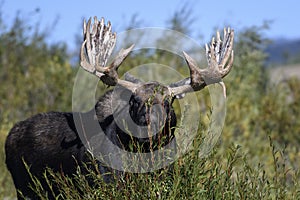 Moose in Grand Teton National Park