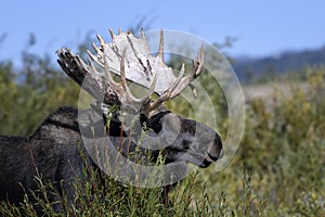 Moose in Grand Teton National Park