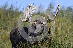 Moose in Grand Teton National Park