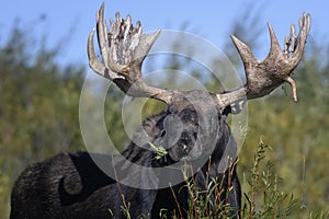 Moose in Grand Teton National Park