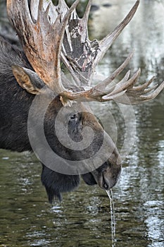 Moose in Grand Teton National Park