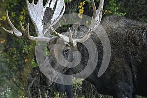 Moose in Grand Teton National Park