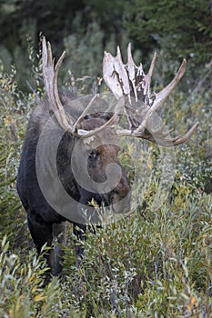 Moose in Grand Teton National Park