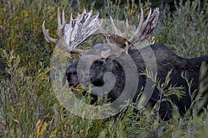 Moose in Grand Teton National Park