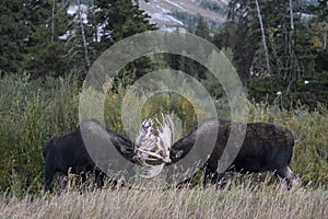 Moose in Grand Teton National Park