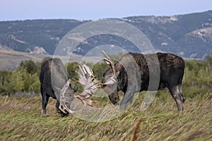 Moose in Grand Teton National Park