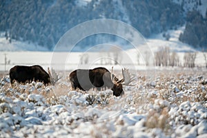 Moose, Grand Teton National Park