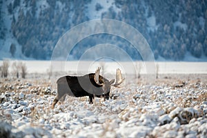 Moose, Grand Teton National Park