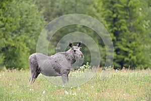Moose in grassland