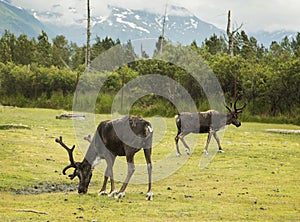 Caribou Grazing at Alaskan Preserve