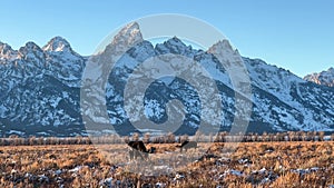 Moose grazing beneath the Grand Tetons