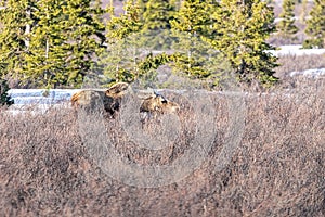 Moose grazing in a dry field in Denali national park, Alaska