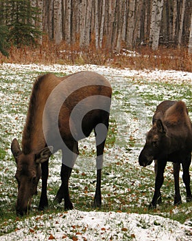 Moose grazing on field