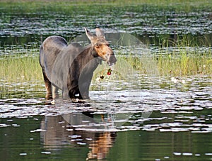 Moose having breakfast