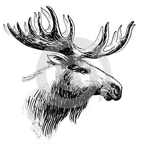 Moose head