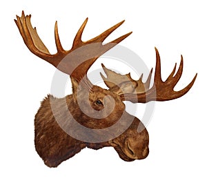 Moose head antler