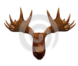 Moose head antler