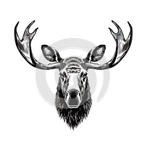 Moose Head Icon, Wild Animal Silhouette, Zoo Logo, Moose Symbol on White Background