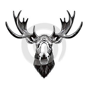 Moose Head Icon, Wild Animal Silhouette, Zoo Logo, Moose Symbol on White Background