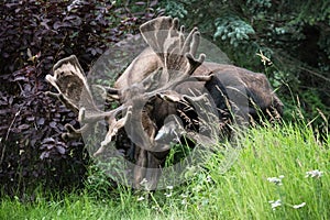 Moose Itching Nose with Hoof