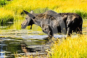 Moose at Jackson Hole