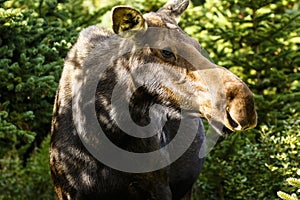 Moose at Jackson Hole