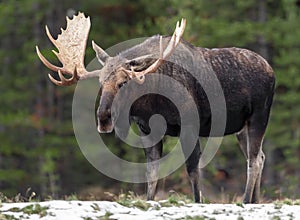 Moose in Jasper Canada