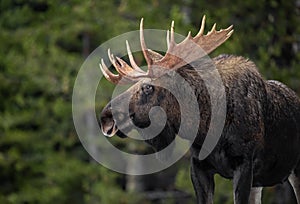 Moose in Jasper Canada