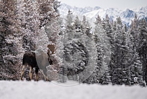 Moose in Jasper Canada