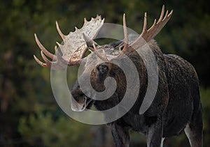 Moose in Jasper National Park, Canada