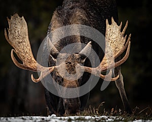 Moose in Jasper National Park, Canada