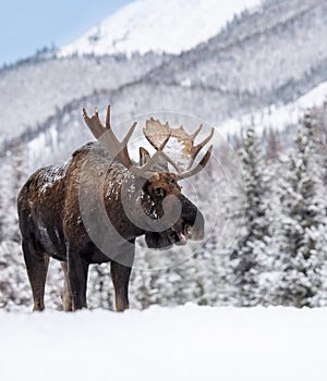 Moose in Jasper National Park, Canada