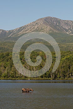 Moose at Katahdin