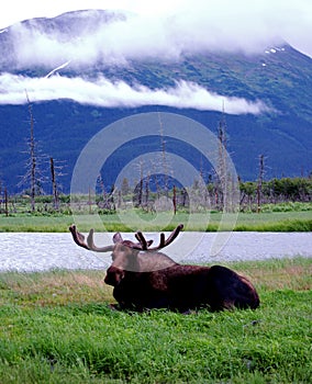 Moose laying with a mountain in the background