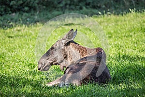 Moose lies on meadow