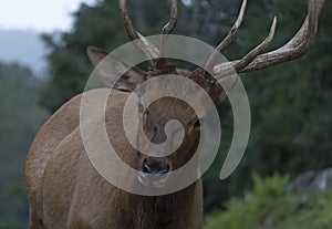 A Moose on the loose in the Canadian North Wilderness