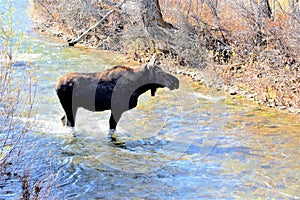 Moose makes its way through a stream in Jackson Hole, Wyoming