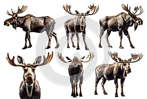 Moose, many angles and view portrait side back head shot isolated on transparent background cutout