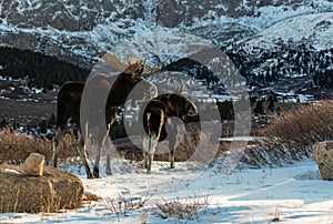 A Moose Mating Pair Roaming the Snowy Mountains