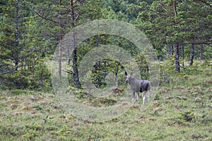 Moose on the mire photo