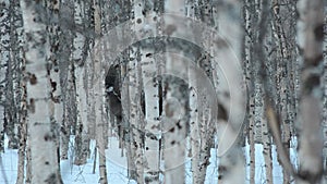 Moose mother and calf in birch tree winter forest standing on the snowy floor