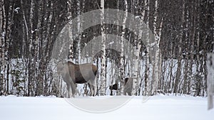 Moose mother and calf feeding from birch trees in winter