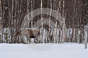 Moose mother and calf in winter nature