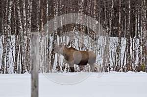 Moose mother feeding from birch trees in winter