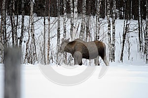 Moose mother feeding from birch trees in winter