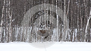 Moose mother feeding from birch trees in winter nature