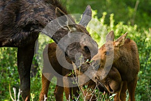 Moose mother and twin calves caress