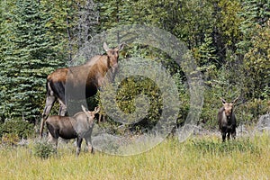 a moose mother with two youngsters