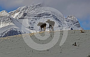 Moose in the Mountains